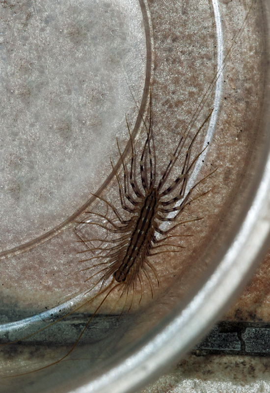 Scutigera coleoptrata (Francia)